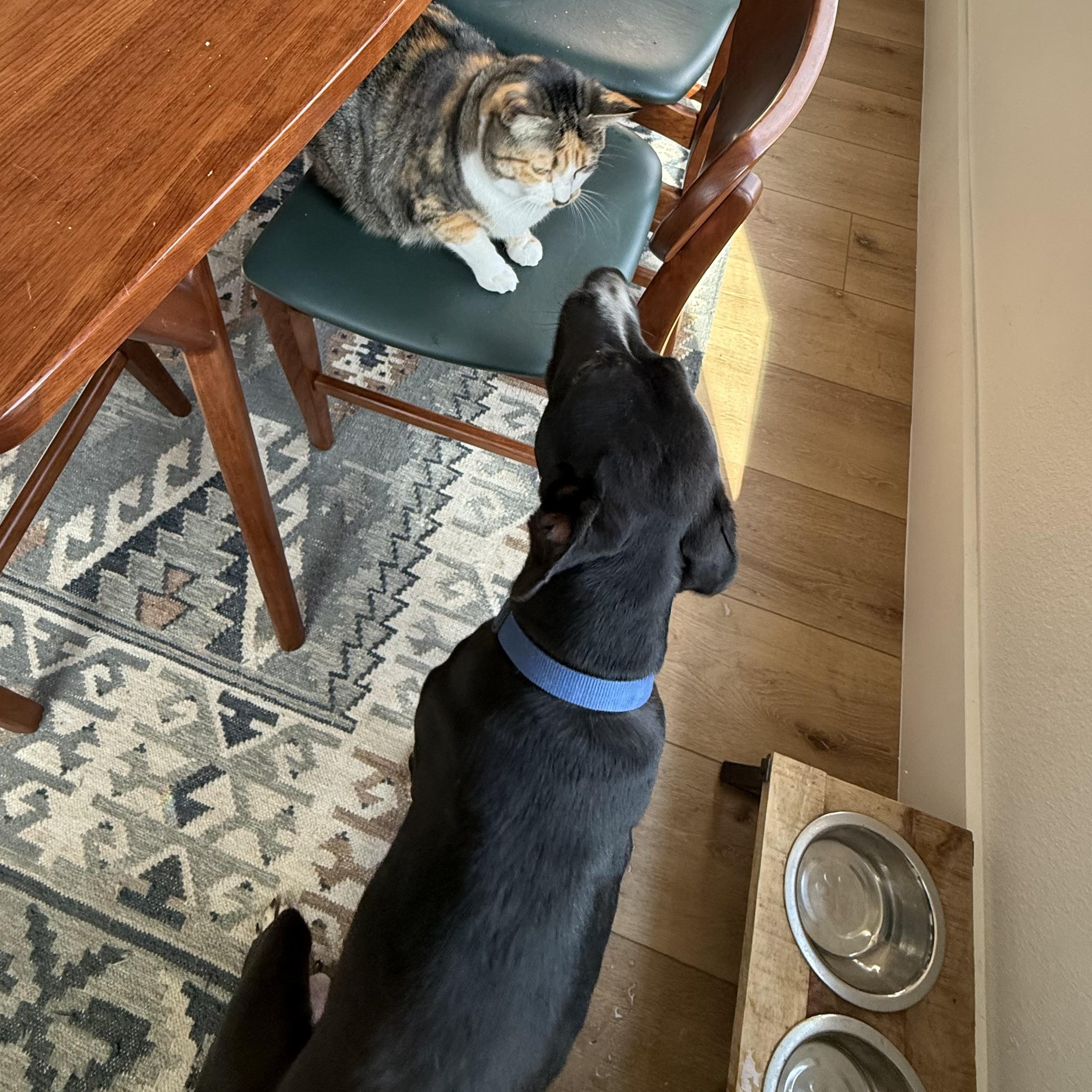 Brando — thumbnail 3