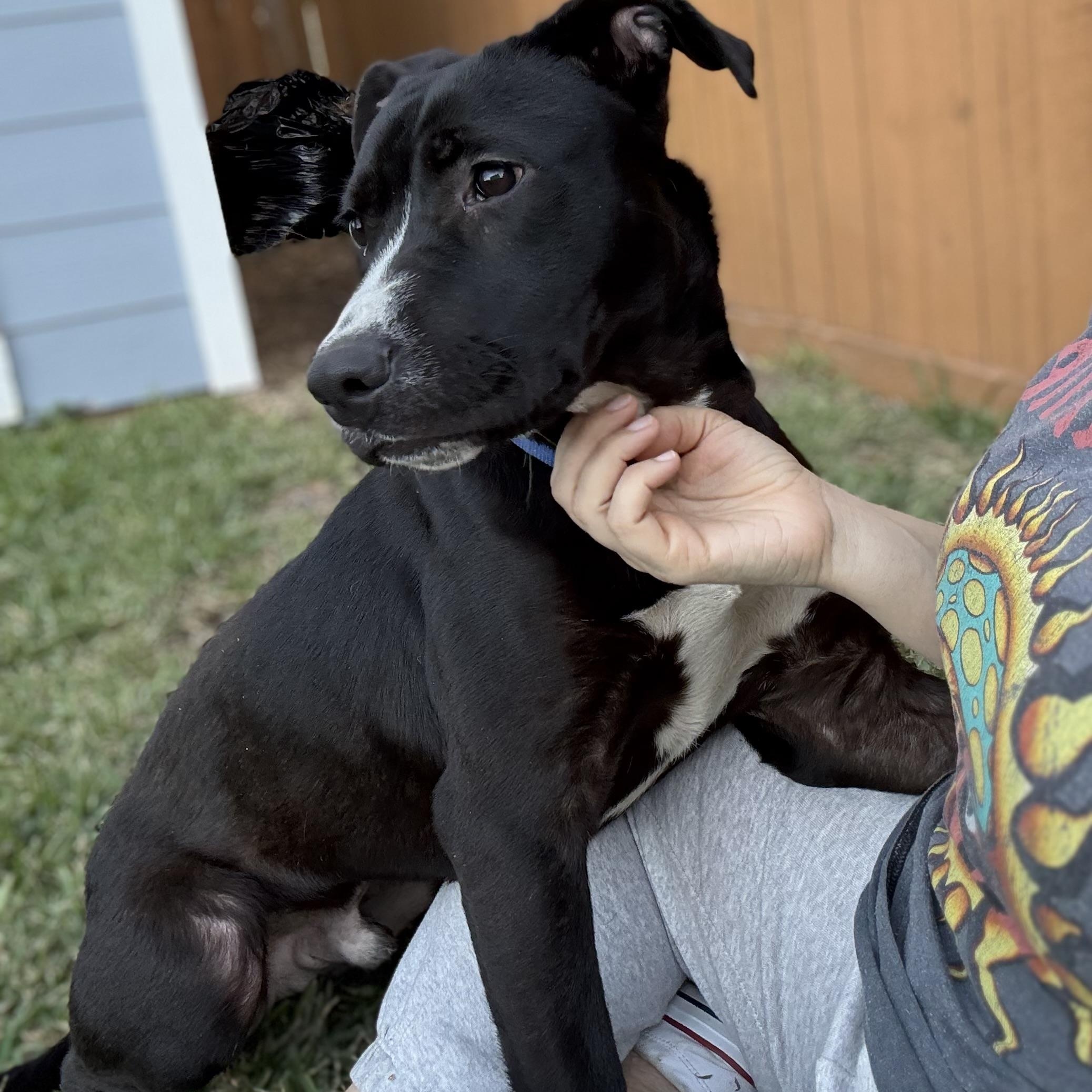 Brando — thumbnail 5