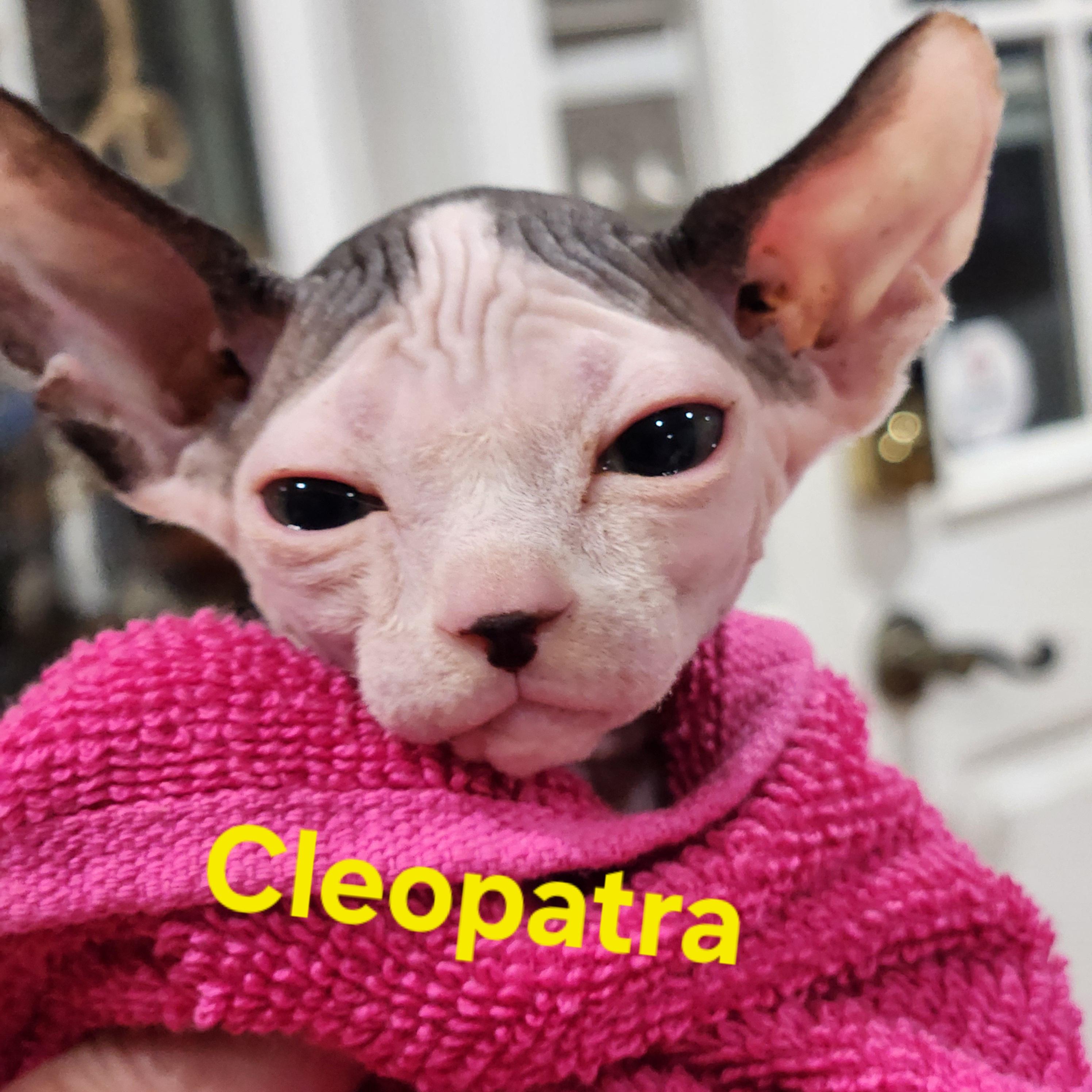 Cleopatra, Adopted, Kitten Female Sphynx / Hairless Cat.
