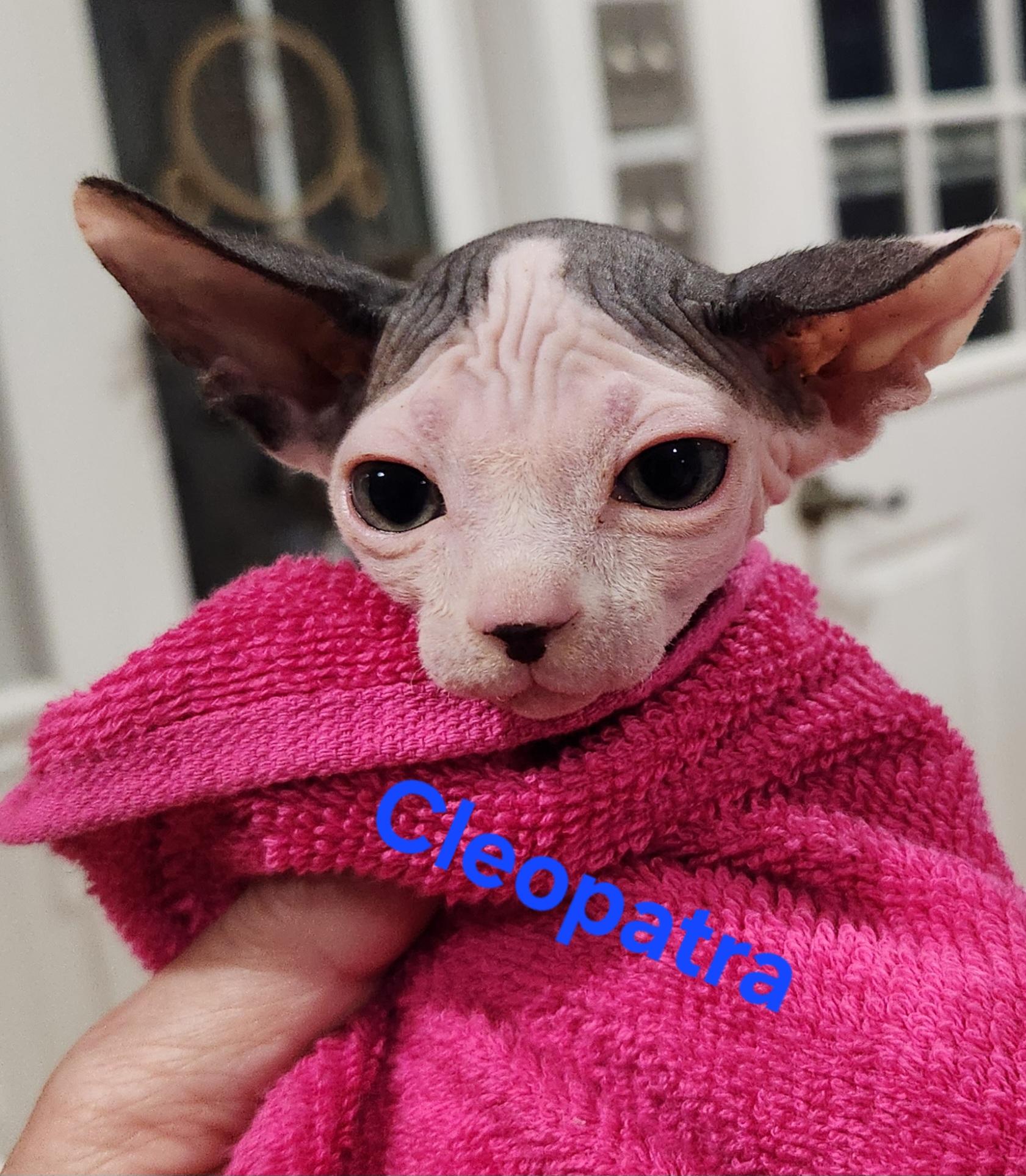 Enlarge Cleopatra, a Adopted Sphynx / Hairless Cat in North Augusta, SC image 2/3