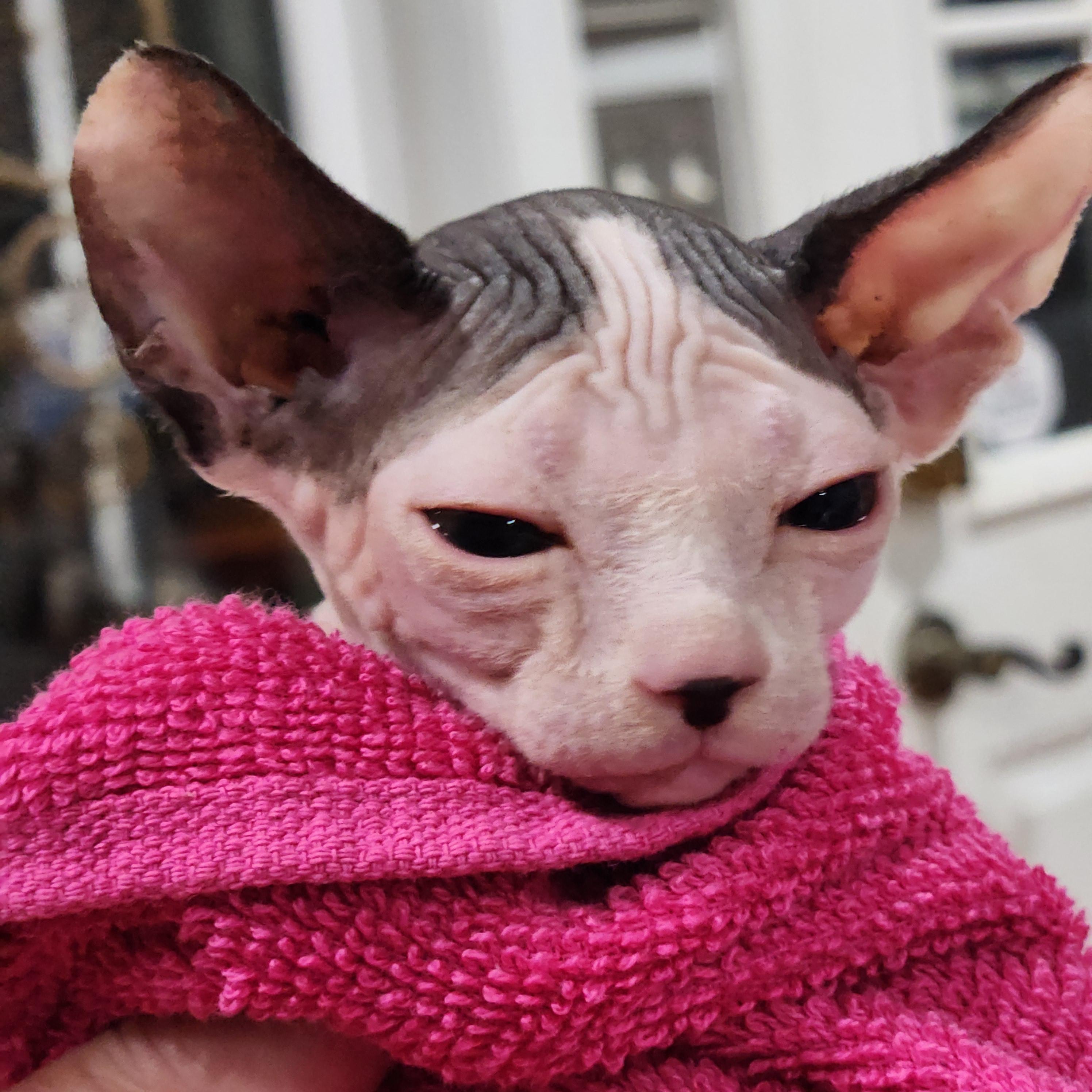 Enlarge Cleopatra, a Adopted Sphynx / Hairless Cat in North Augusta, SC image 3/3