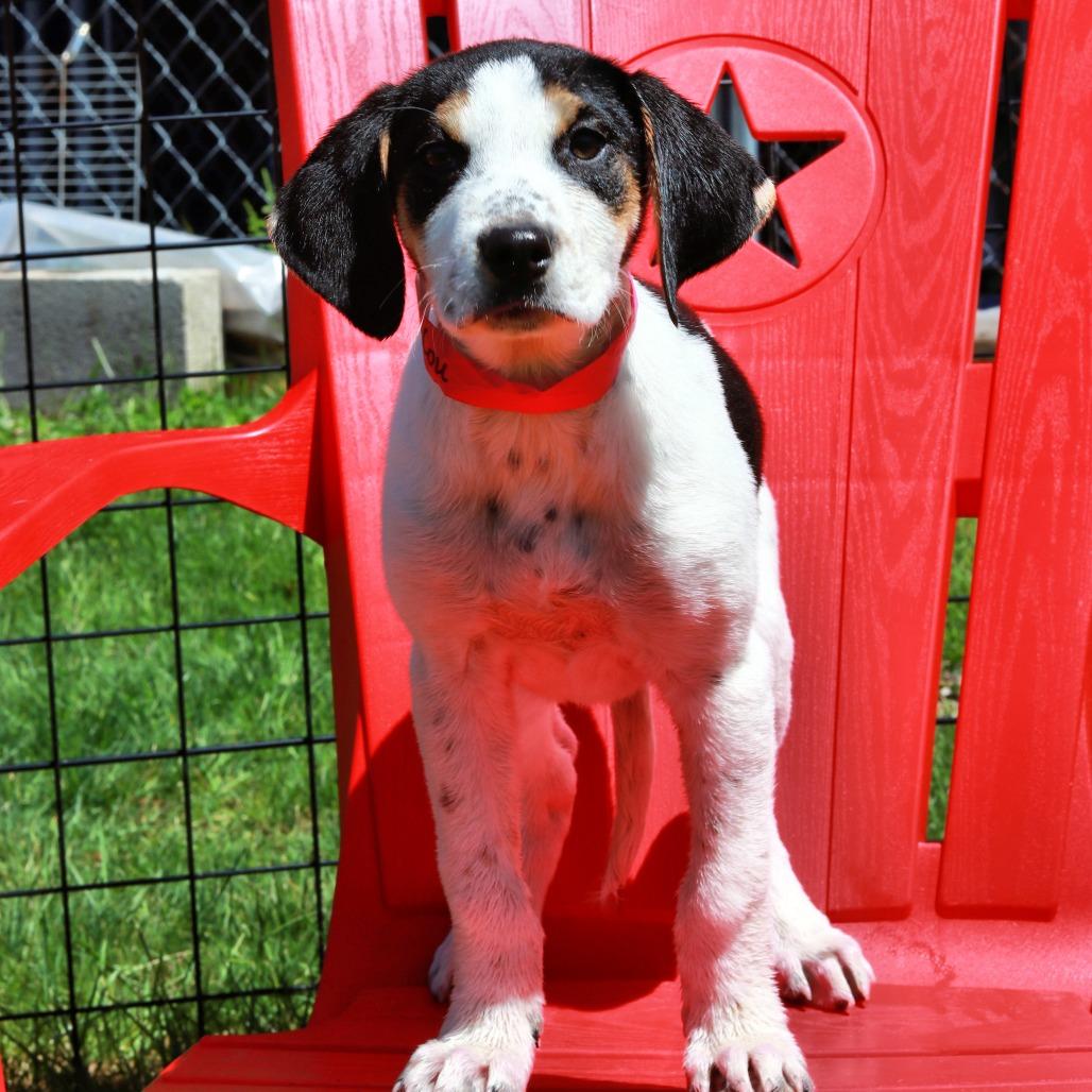 CT Emmylou, Adoptable, Puppy Female Hound & Mixed Breed.