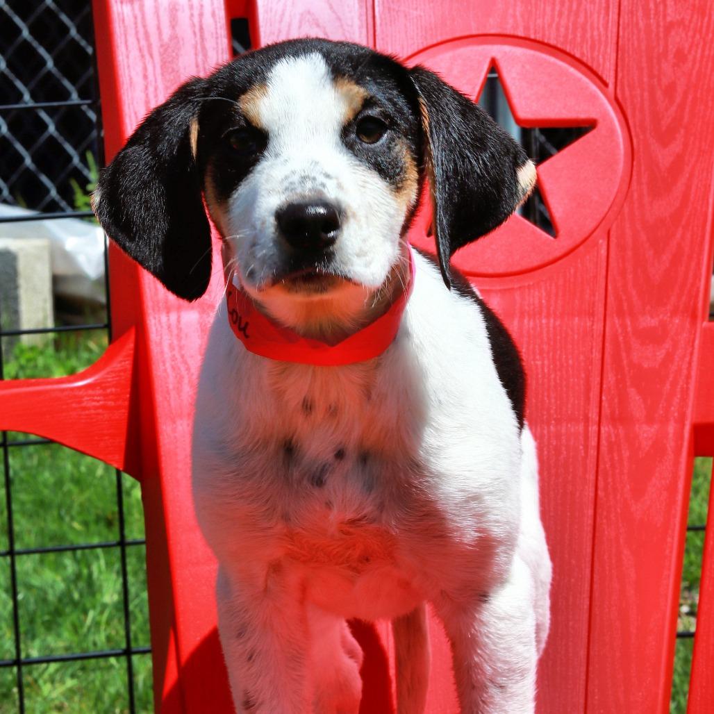 Enlarge CT Emmylou, a Adoptable mixed breed in Eastford, CT image 2/4