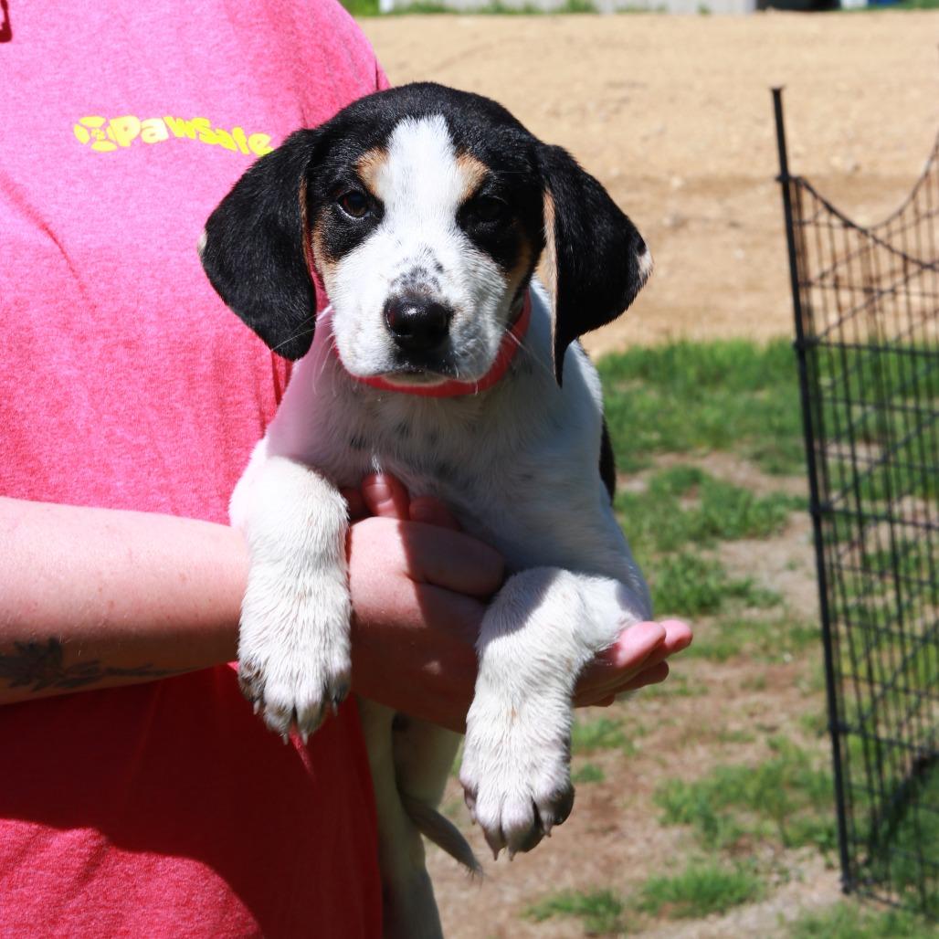 Enlarge CT Emmylou, a Adoptable mixed breed in Eastford, CT image 3/4