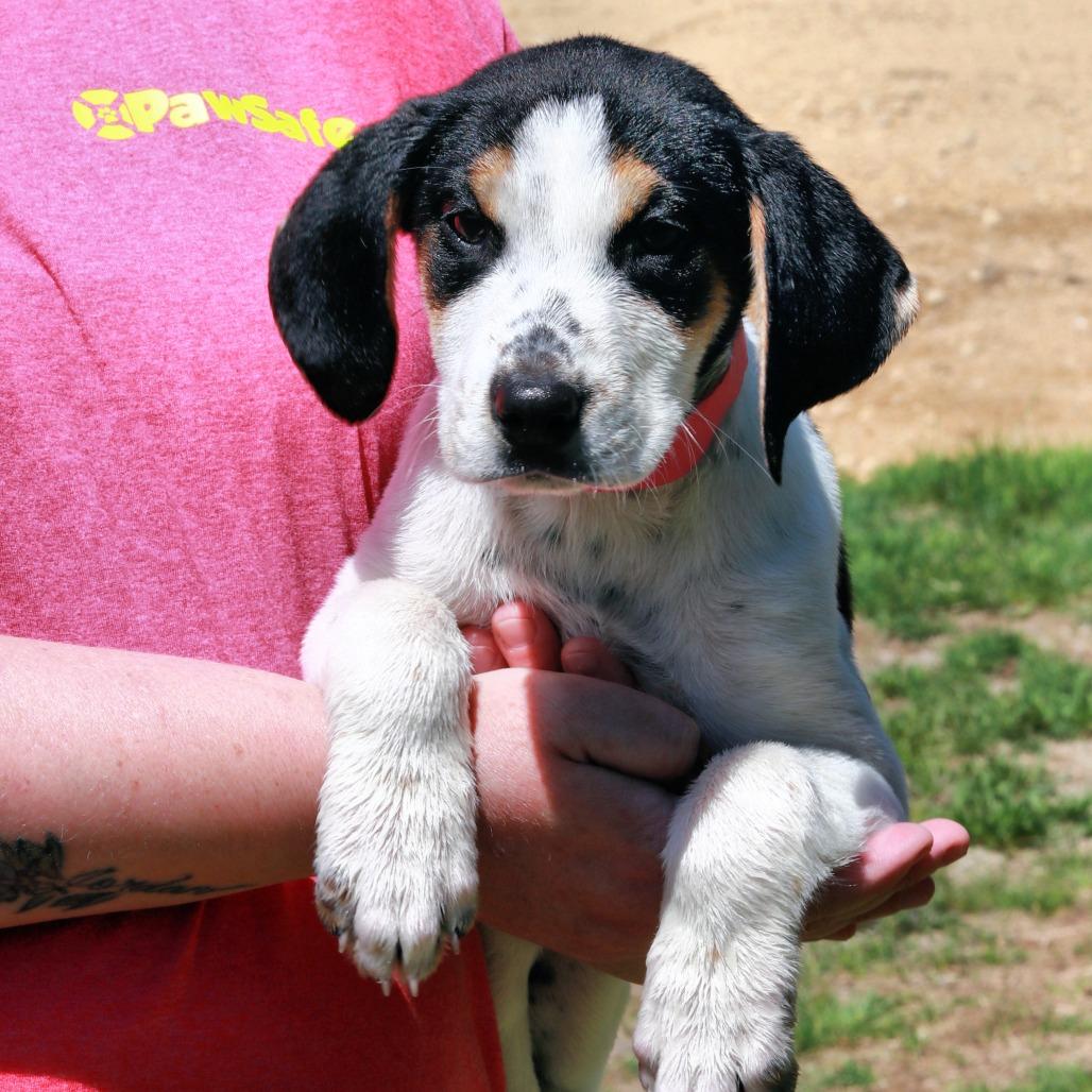 Enlarge CT Emmylou, a Adoptable mixed breed in Eastford, CT image 4/4
