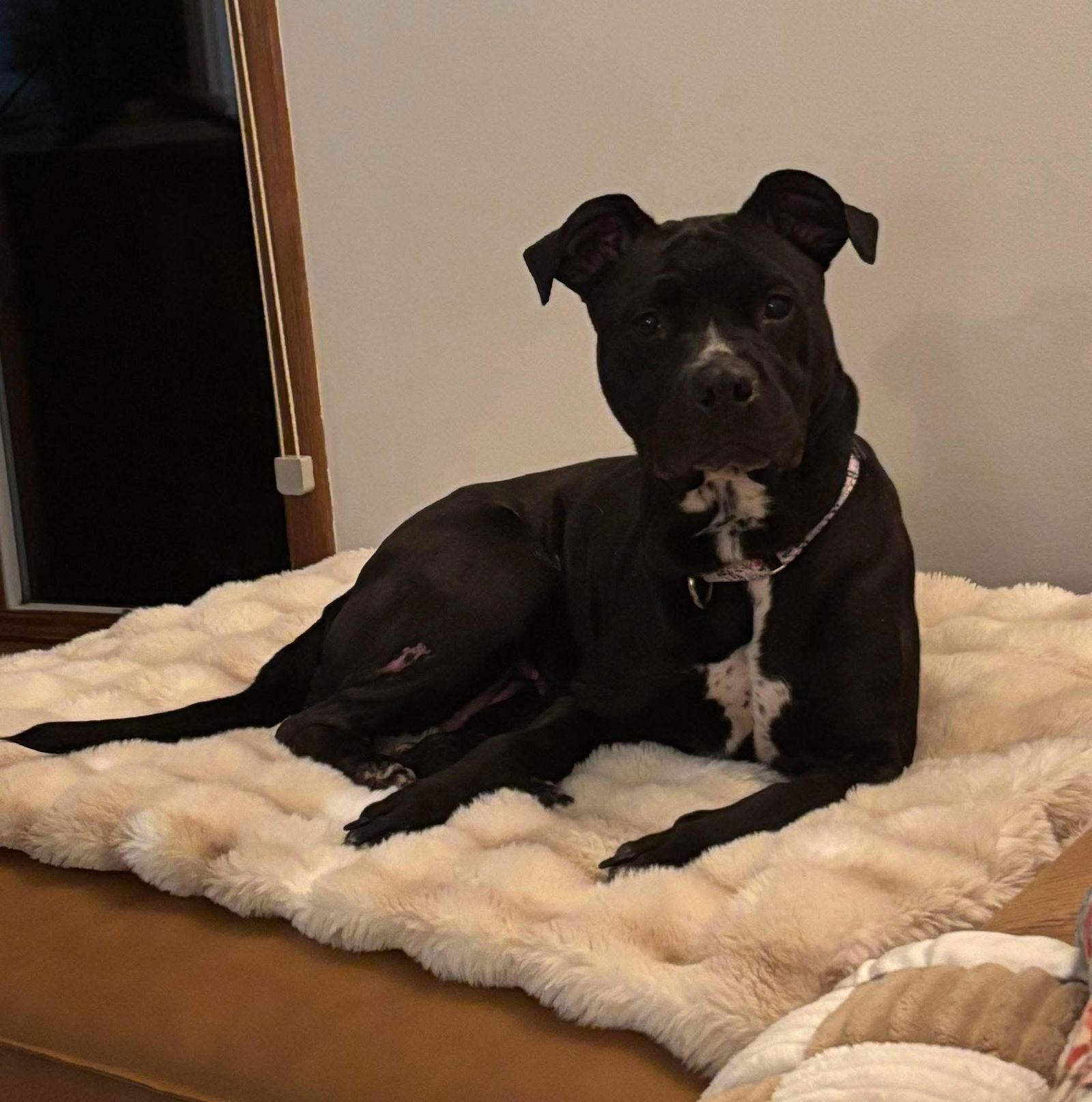 Holly, Adoptable, Adult Female Pit Bull Terrier.