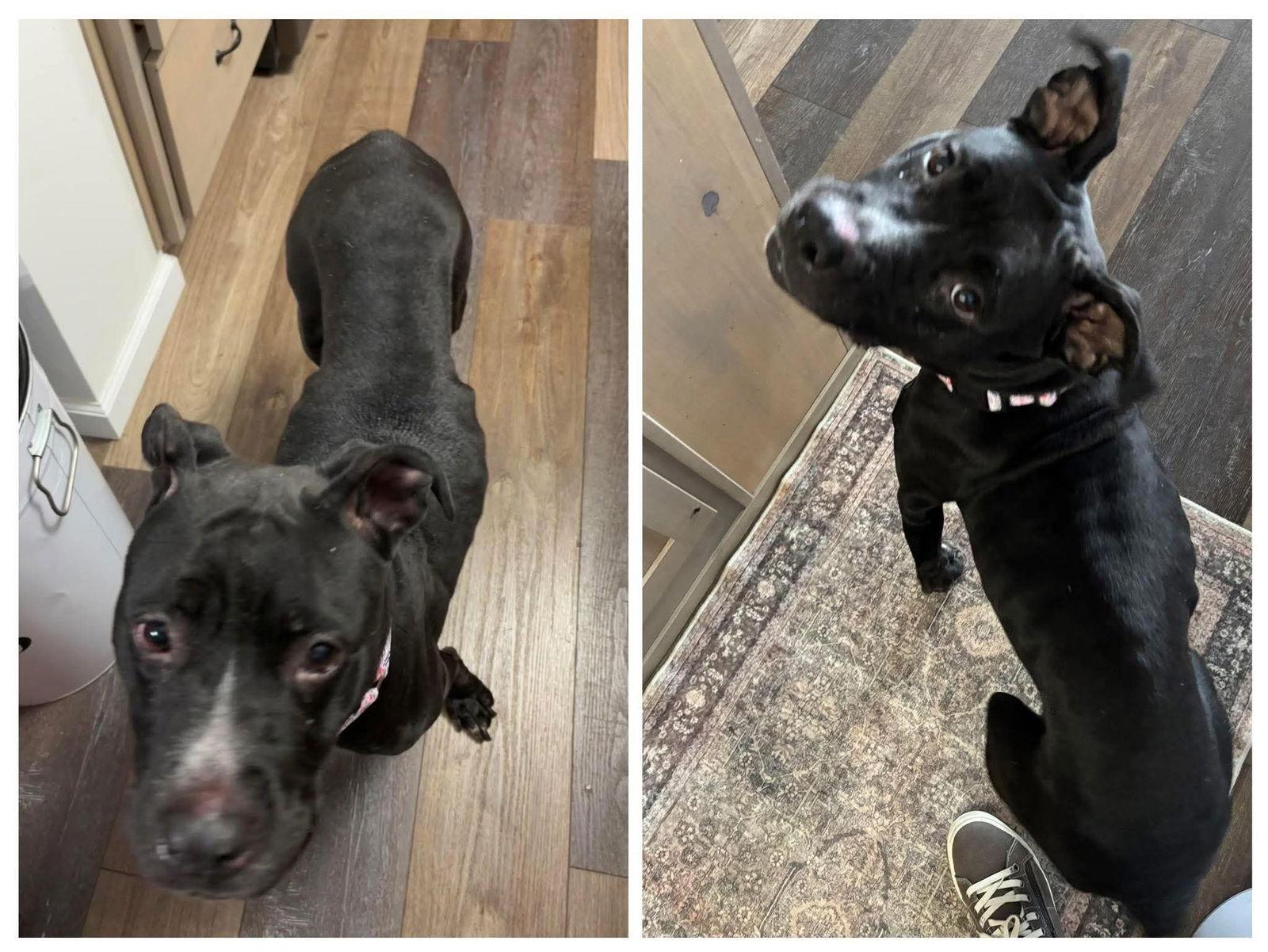 Enlarge Holly, a Adoptable Pit Bull Terrier in New London, WI image 2/3