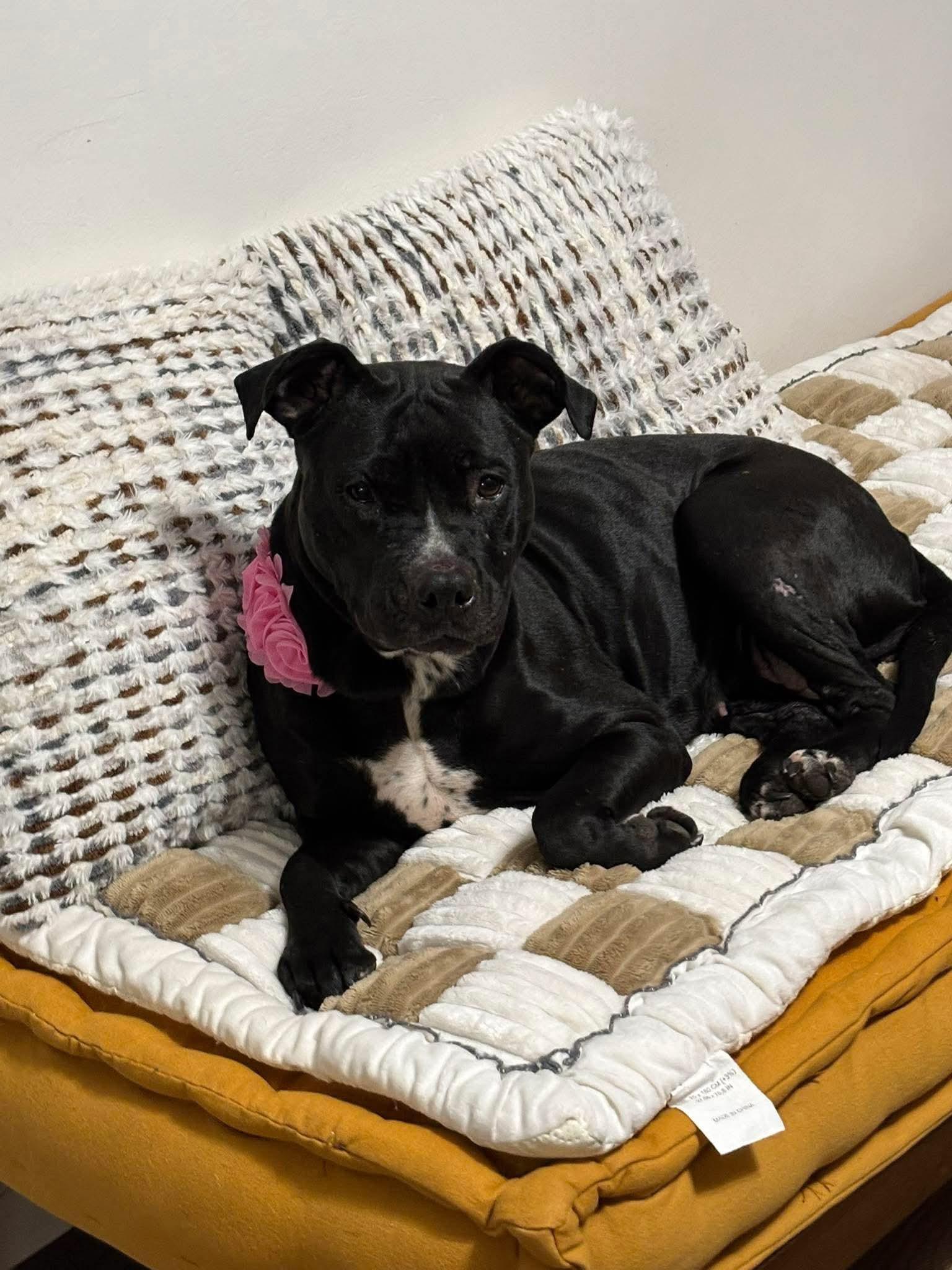 Enlarge Holly, a Adoptable Pit Bull Terrier in New London, WI image 3/3