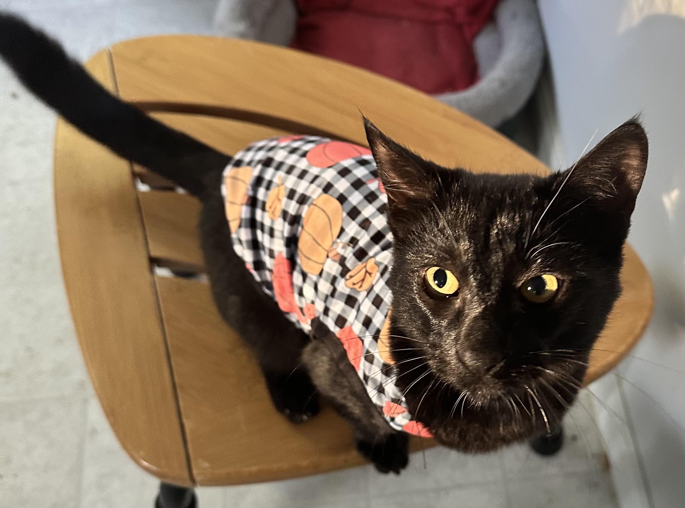 Earl, Adoptable, Young Male Domestic Short Hair.