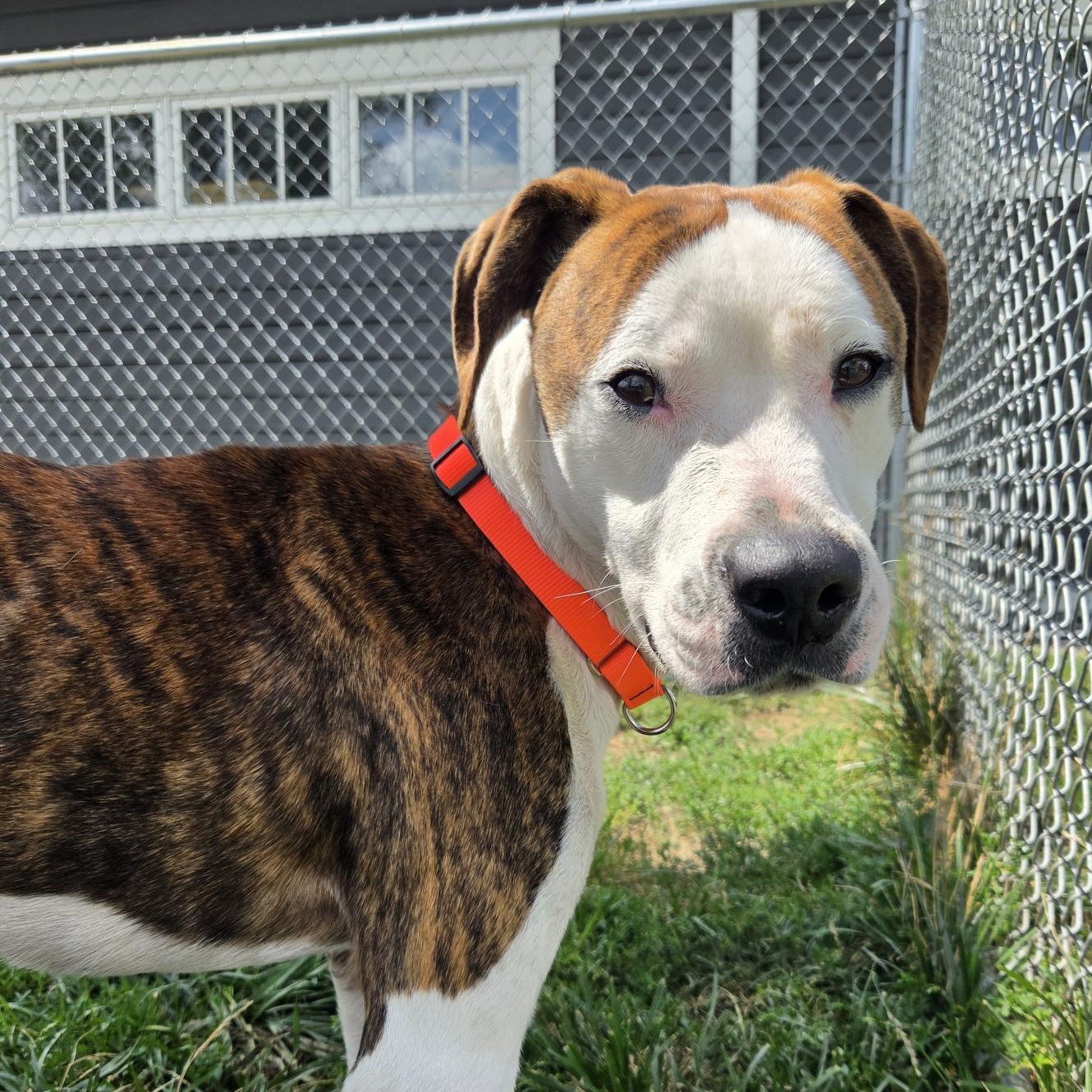 Enlarge Hank, a ADOPTABLE Mixed Breed in Cooperstown, NY image 3/4