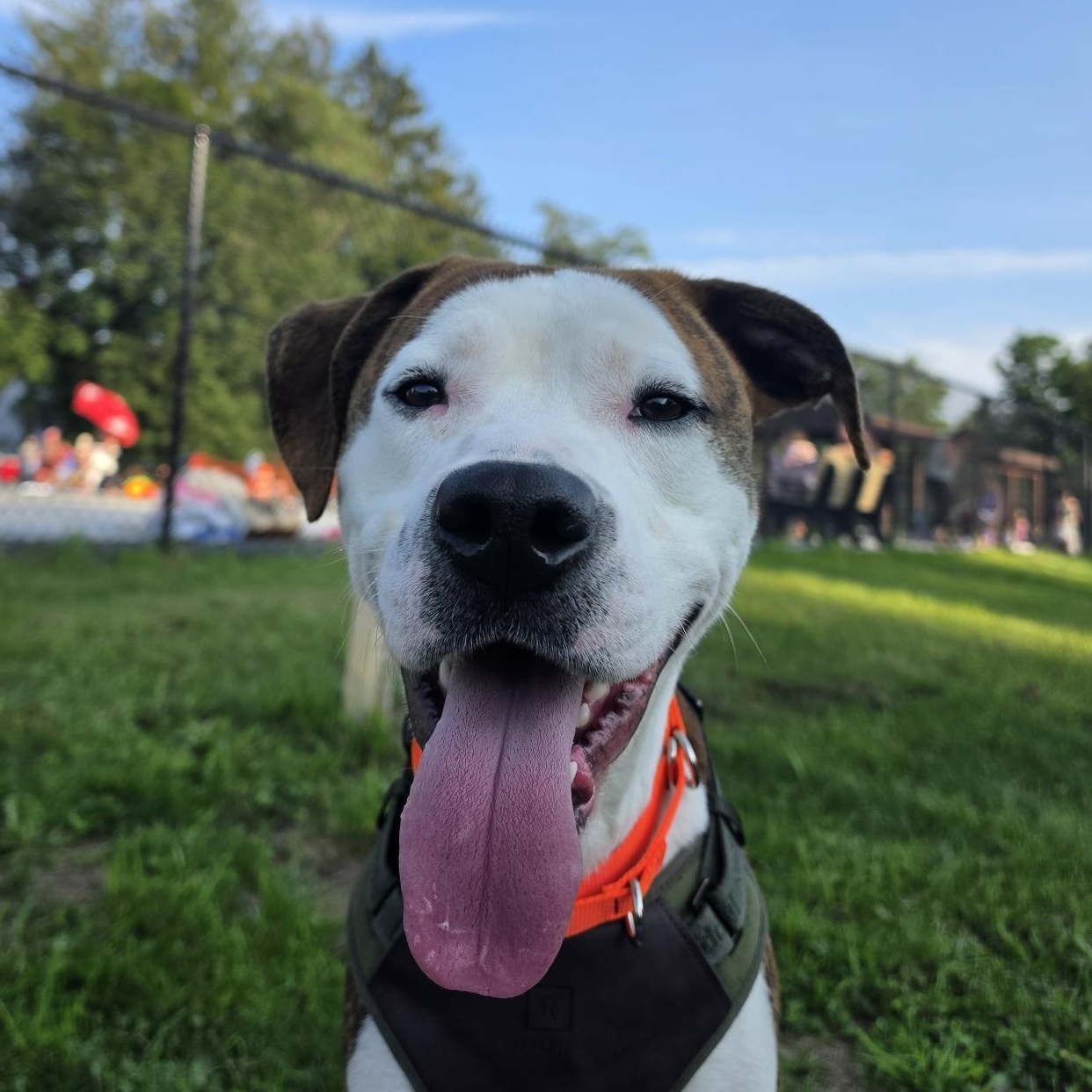 Enlarge Hank, a ADOPTABLE Mixed Breed in Cooperstown, NY image 2/4