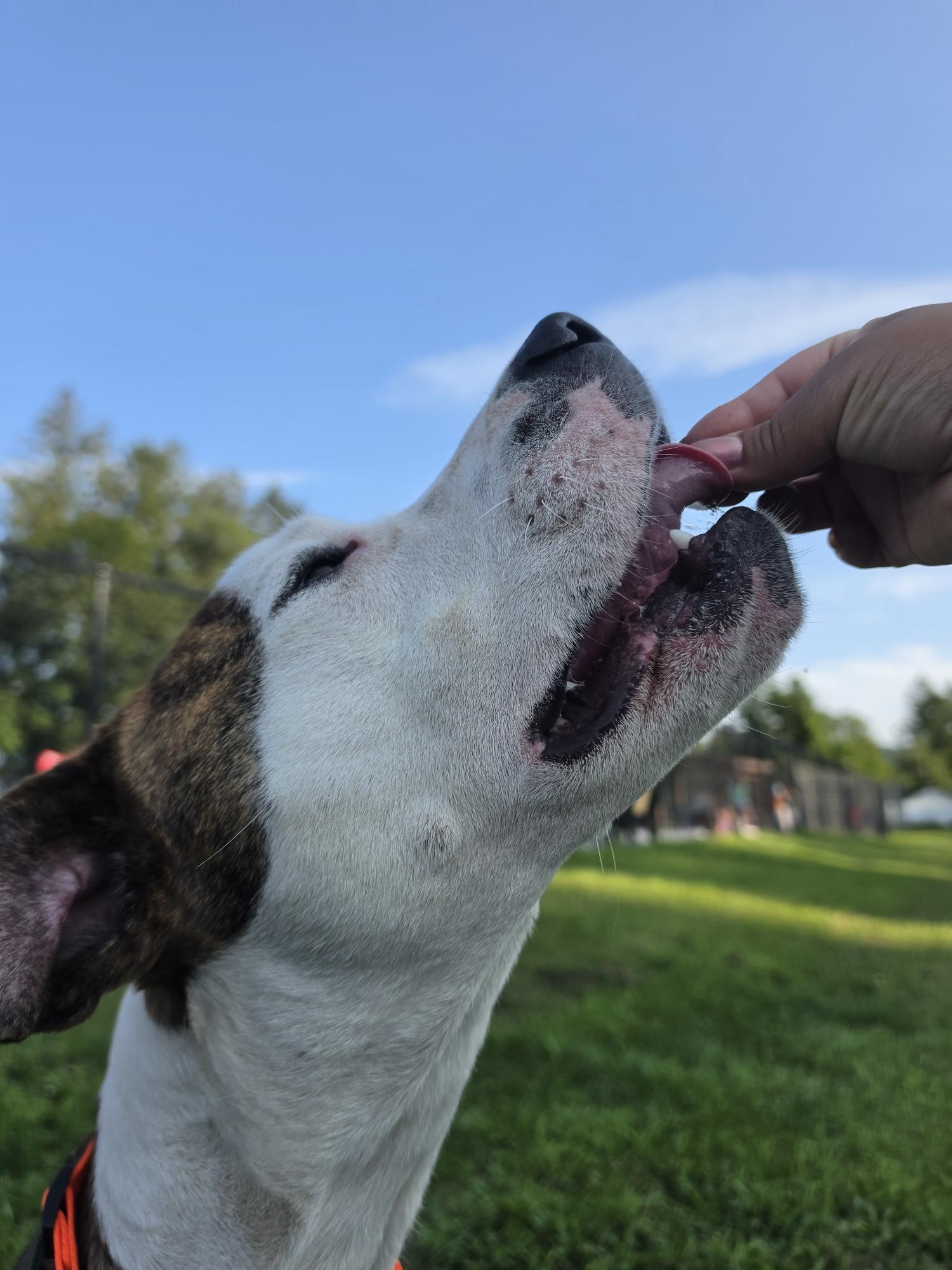 Enlarge Hank, a ADOPTABLE Mixed Breed in Cooperstown, NY image 4/4