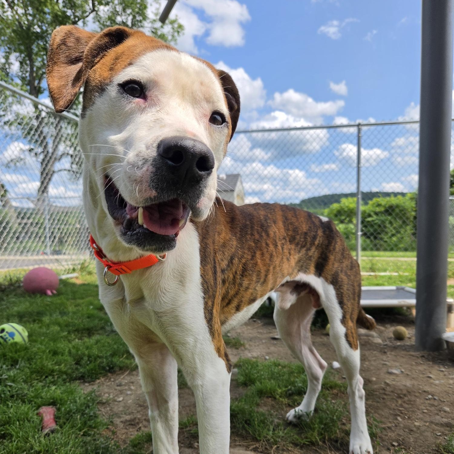 Hank, ADOPTABLE, Young Male Mixed Breed.