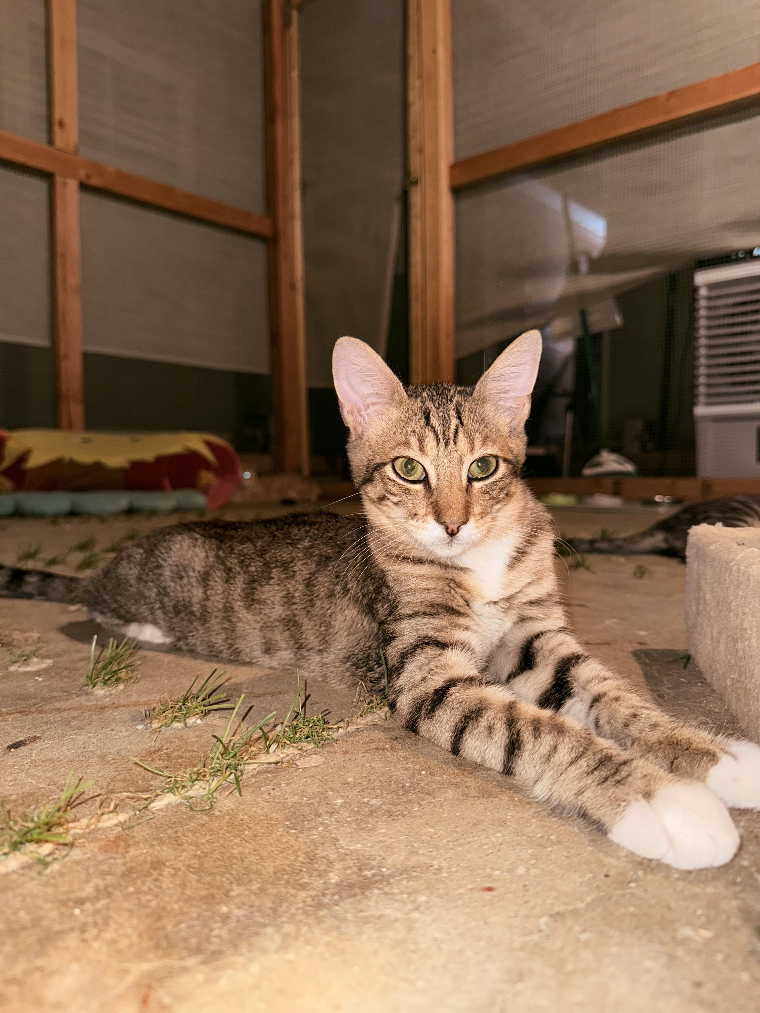 Bear, Adoptable, Kitten Male Tabby.