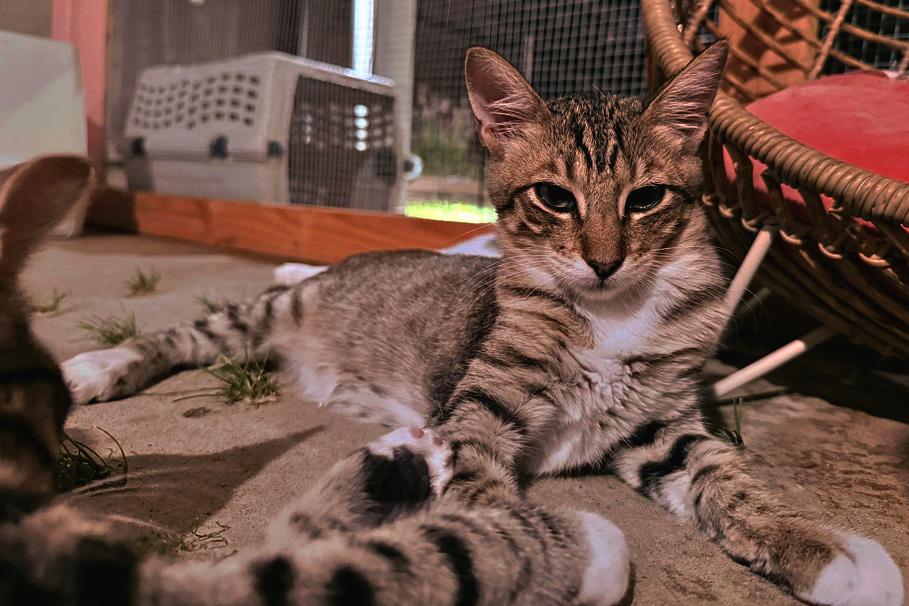 Enlarge Bear, a Adoptable Tabby in Fresno, CA image 2/2