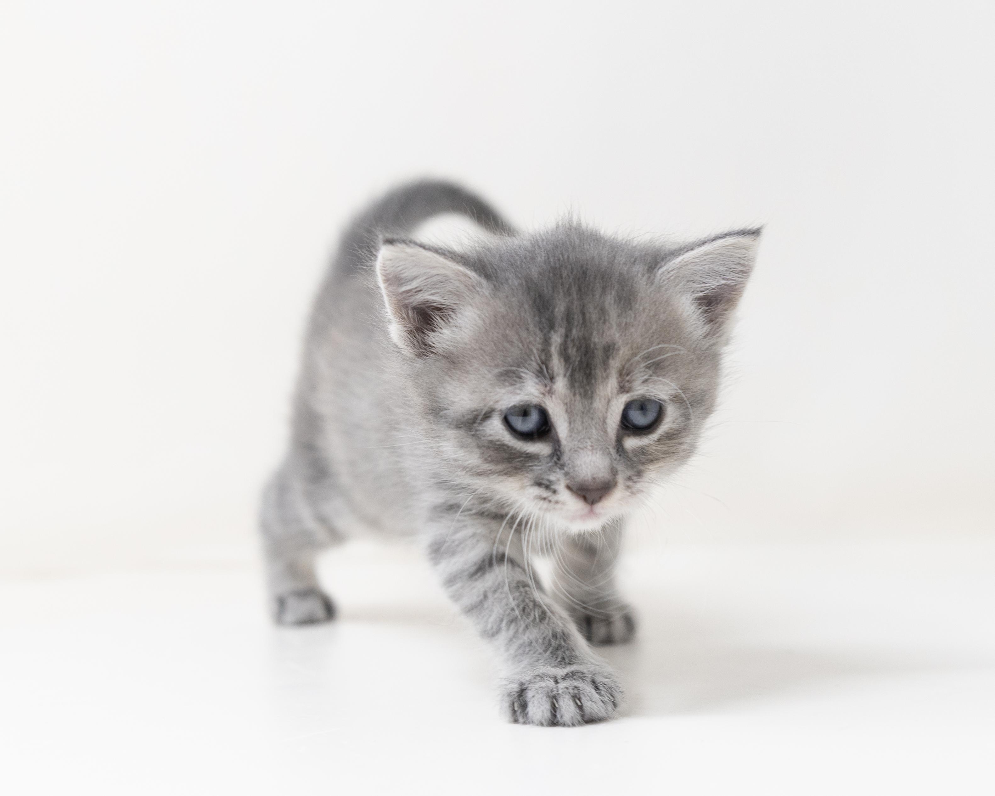 Nova, an adopted Tabby in Trophy Club, TX image 5/6