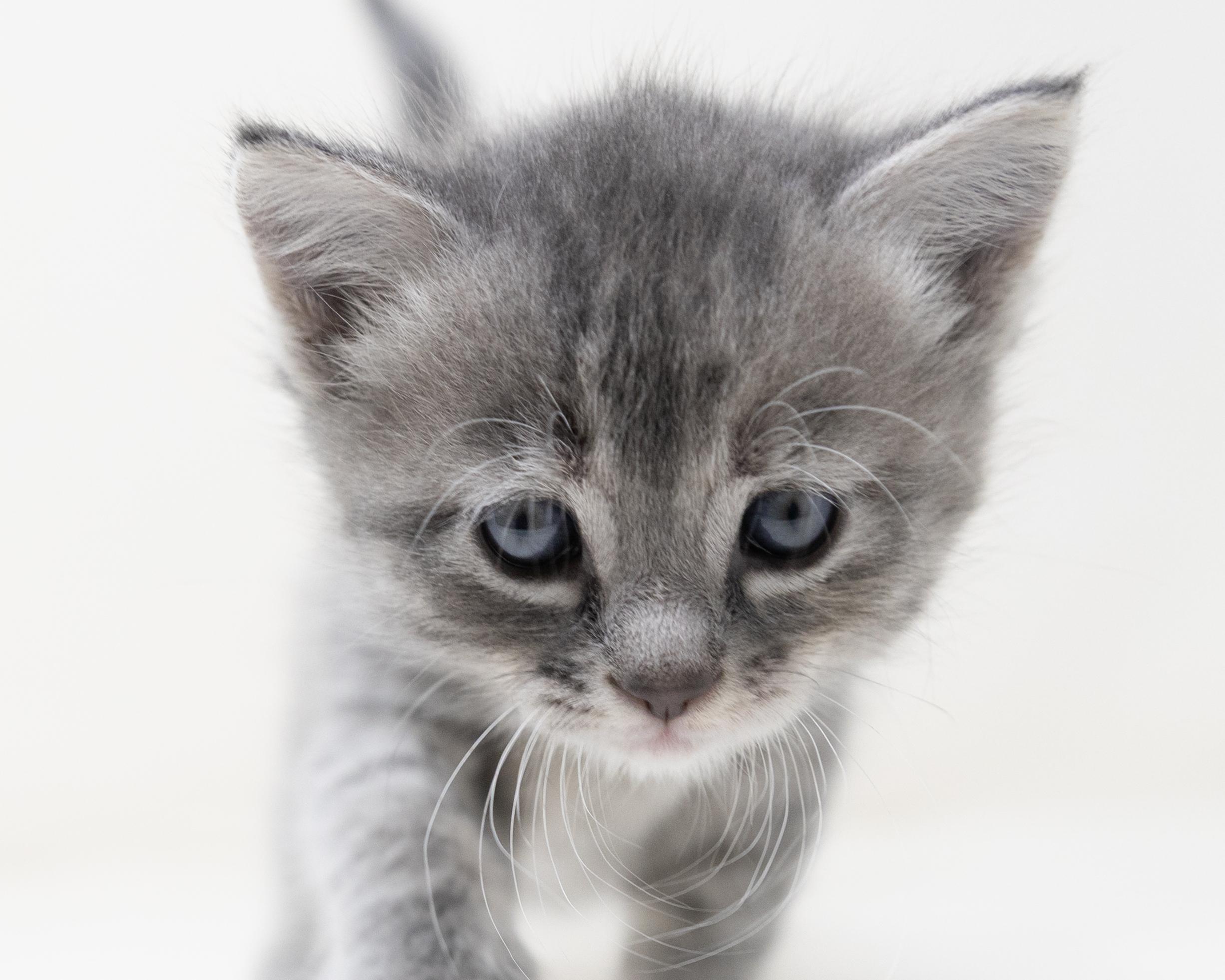 Nova, an adopted Tabby in Trophy Club, TX image 6/6