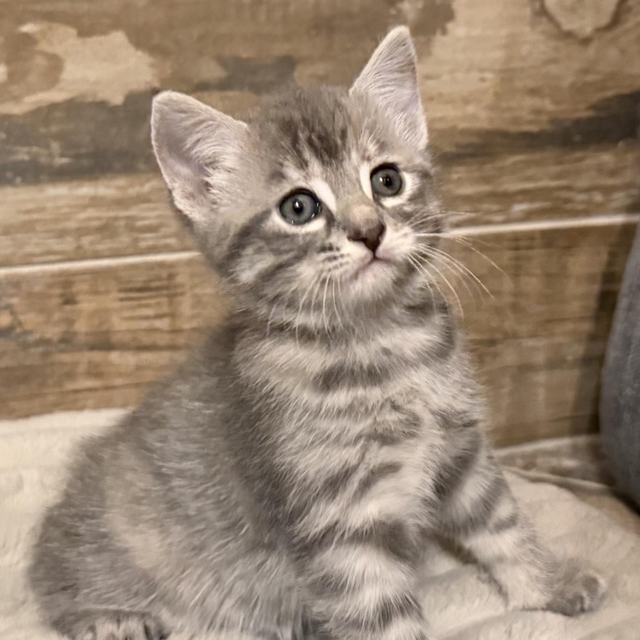 Nova, adopted, Kitten Female Tabby.