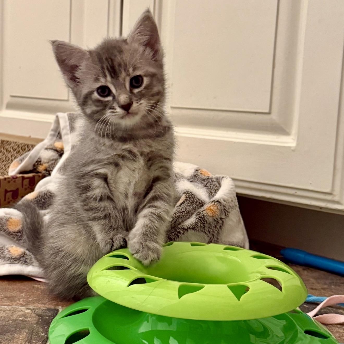 Nova, an adopted Tabby in Trophy Club, TX image 2/6