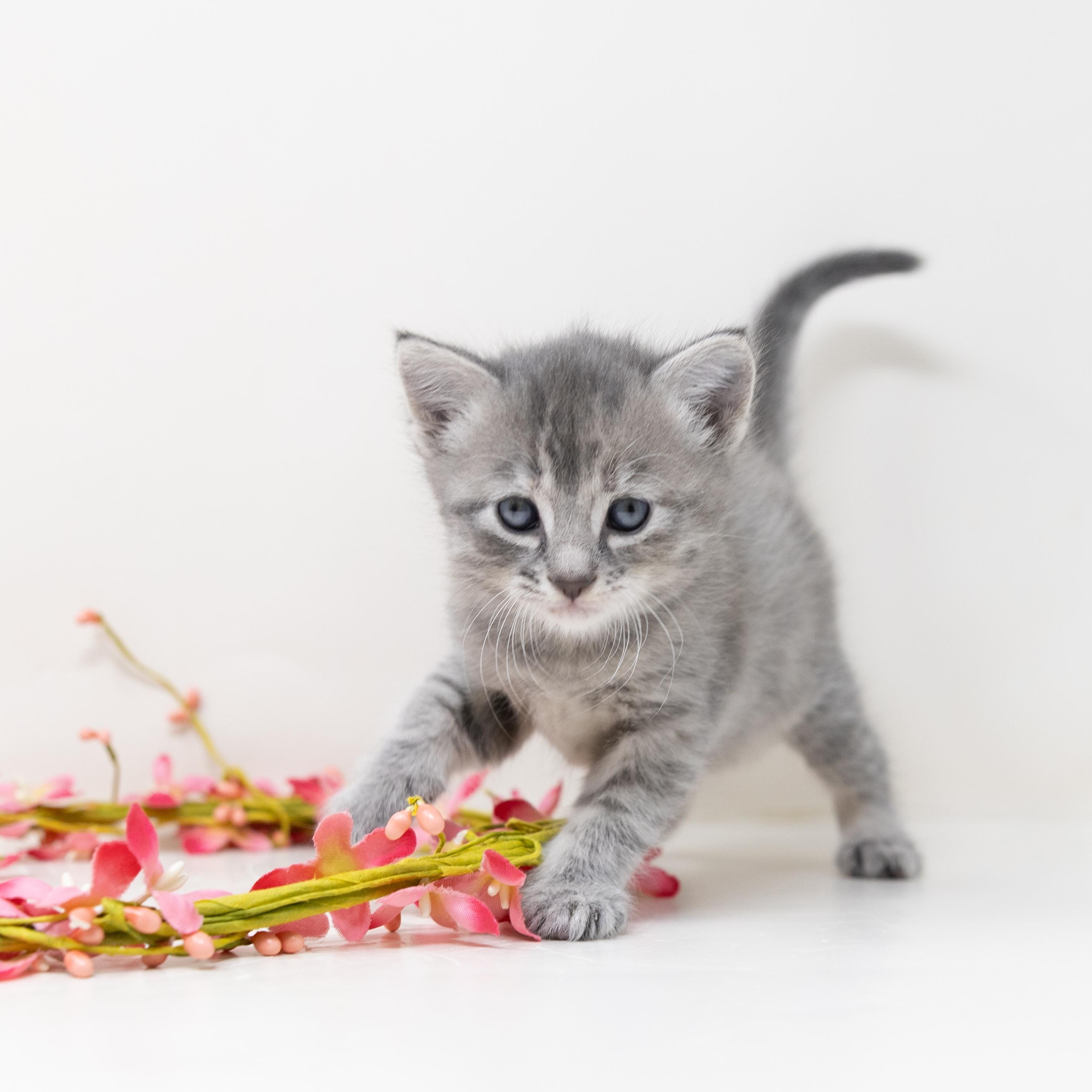Nova, an adopted Tabby in Trophy Club, TX image 4/6
