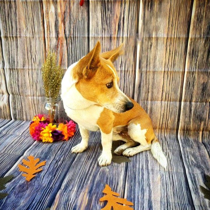 Edsel, Adopted, Adult Male Pembroke Welsh Corgi.