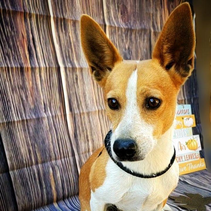 Enlarge Edsel, a Adopted mixed breed in Bakersfield, CA image 2/4