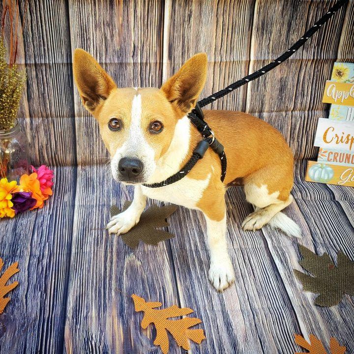 Enlarge Edsel, a Adopted mixed breed in Bakersfield, CA image 4/4
