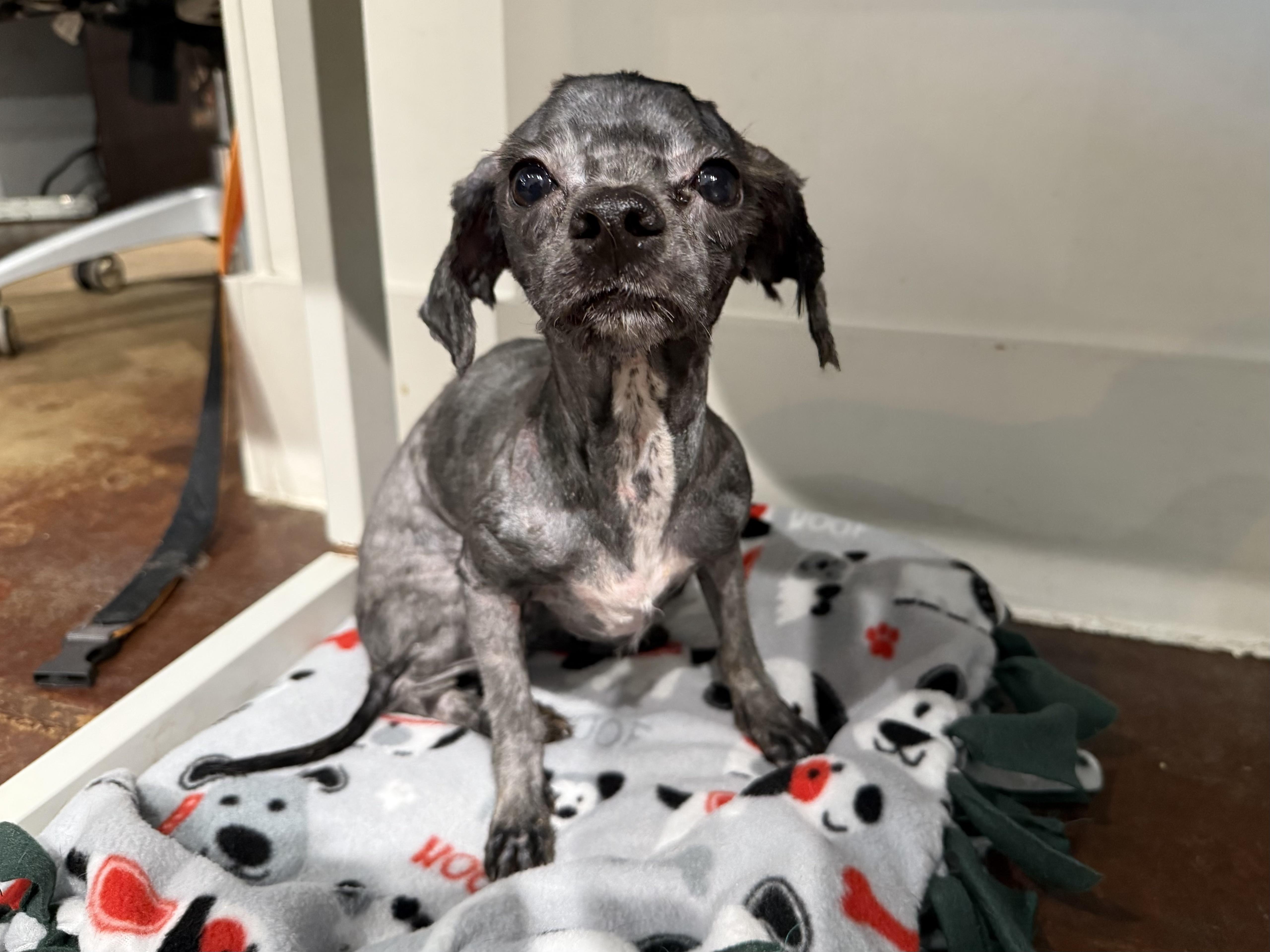 Enlarge Barbie, a ADOPTABLE mixed breed in San Antonio, TX image 3/3