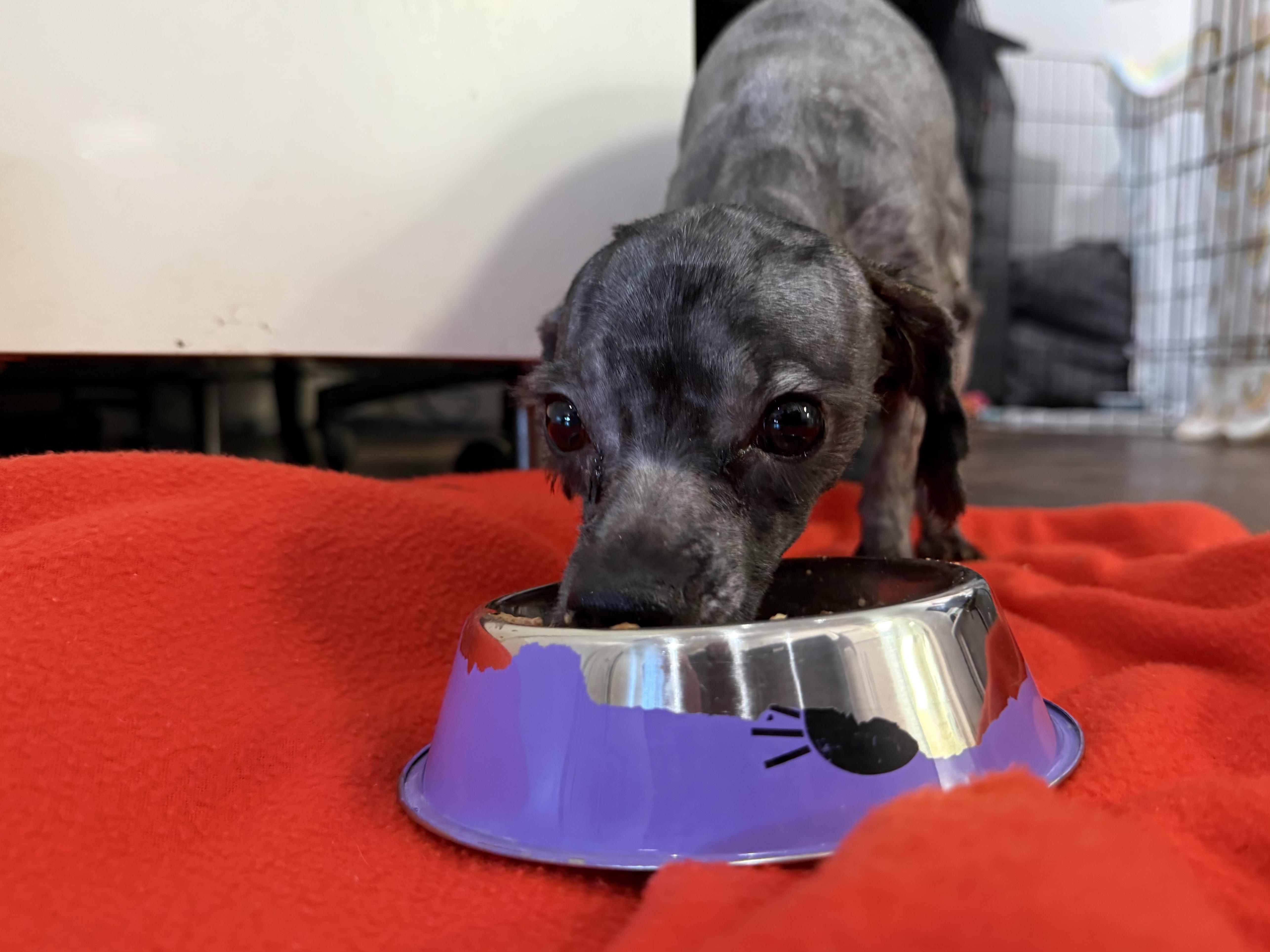 Enlarge Barbie, a ADOPTABLE mixed breed in San Antonio, TX image 2/3