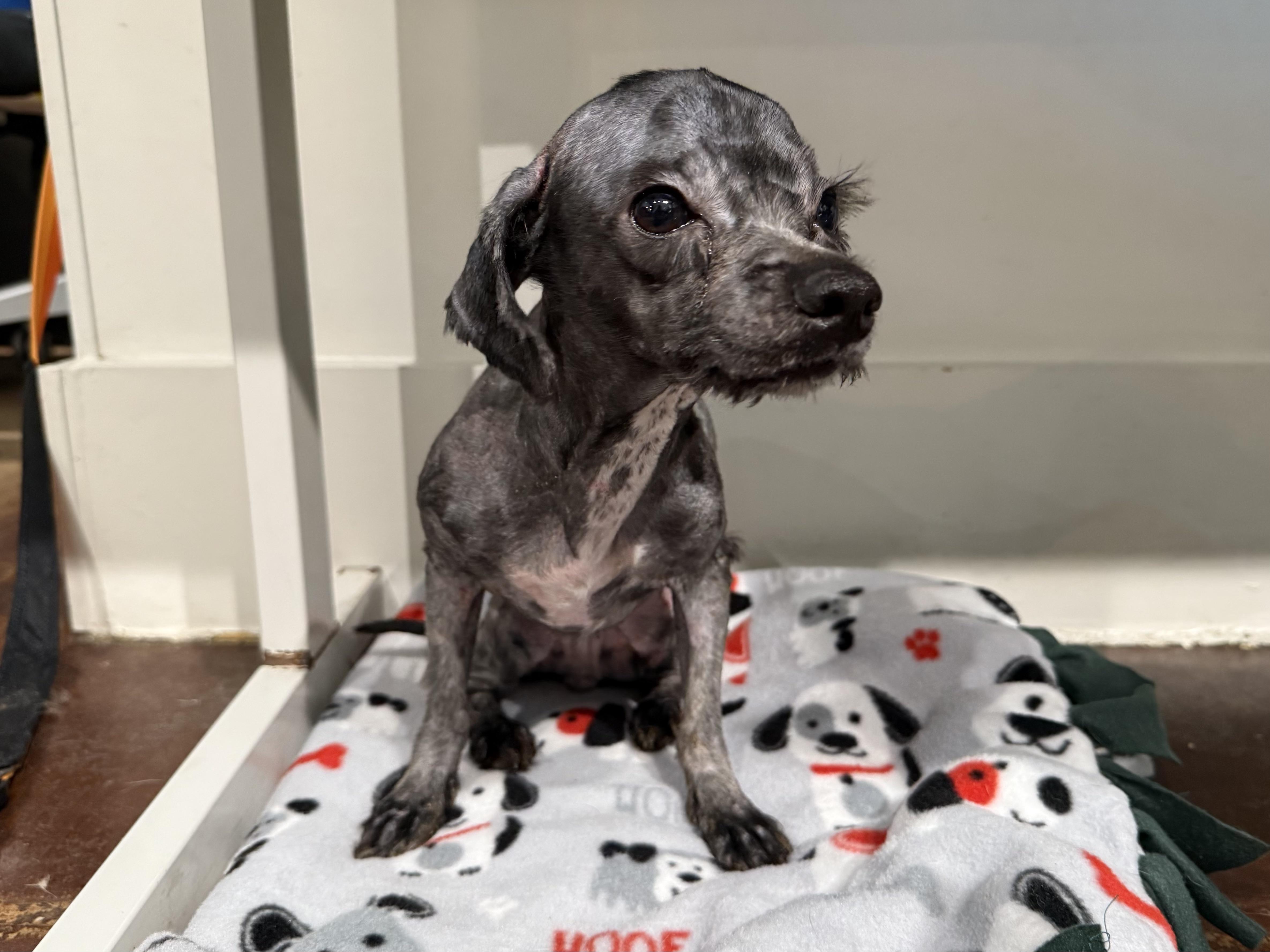 Barbie, ADOPTABLE, Young Female Maltese & Shih Tzu.