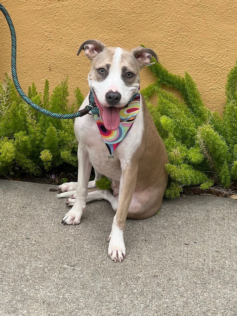 Speckles, a Adoptable mixed breed in Houston, TX image 1/5