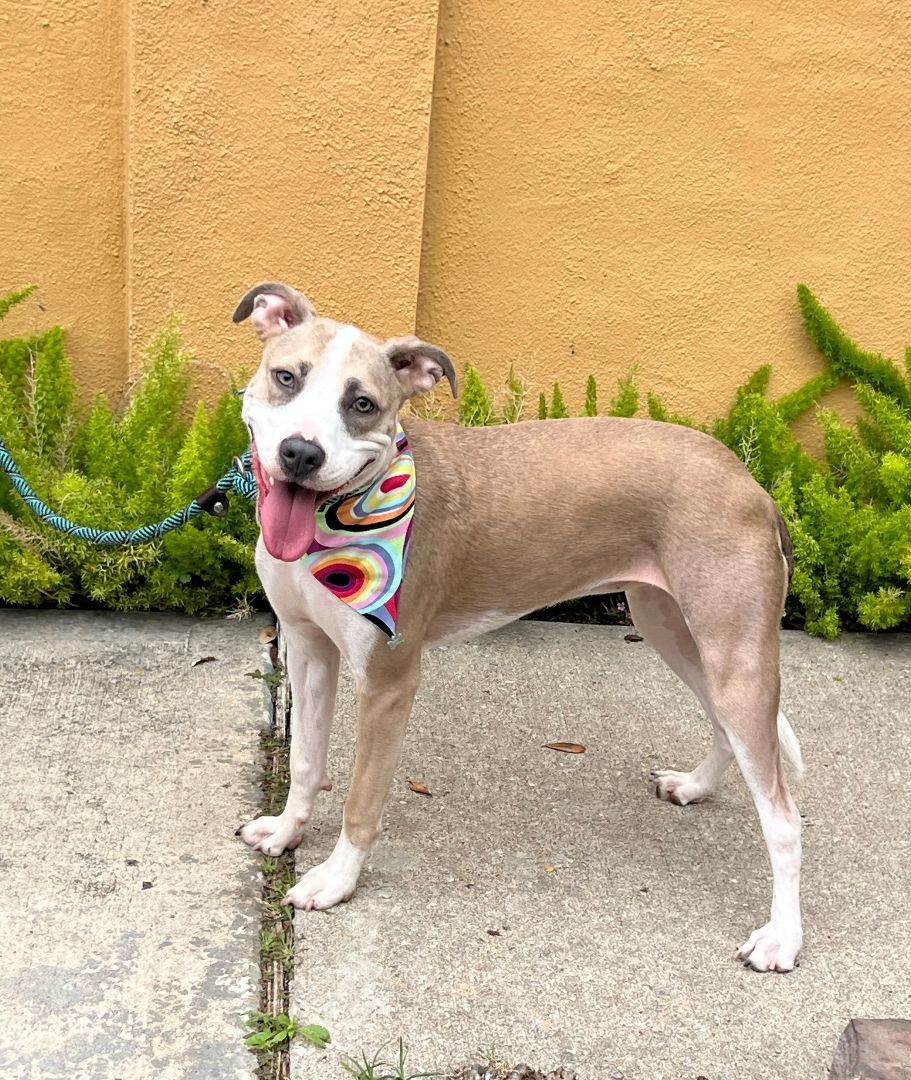 Speckles - Adoptable Pet | Petfinder | Petfinder
