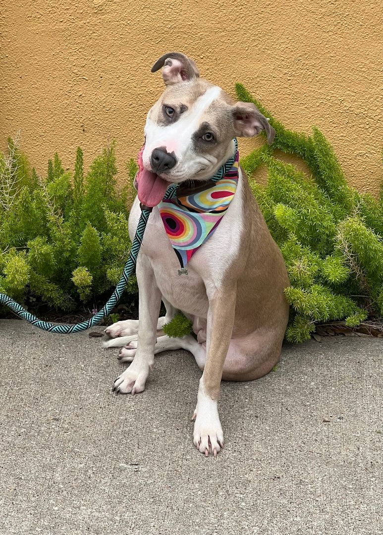Speckles - Adoptable Pet | Petfinder | Petfinder