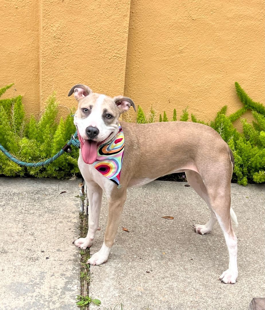 Speckles, a Adoptable mixed breed in Houston, TX image 5/5