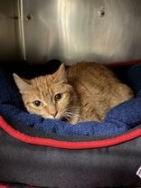 Chrysanthemum, adopted, Young Female Domestic Short Hair.