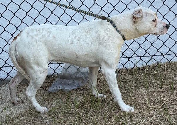 Enlarge 26-155 Lumi, a Adoptable Pit Bull Terrier in Tarboro, NC image 1/3