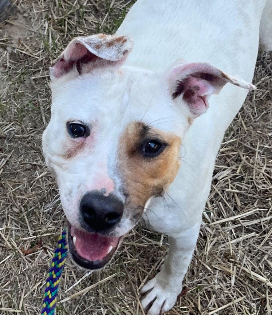Enlarge 26-155 Lumi, a Adoptable Pit Bull Terrier in Tarboro, NC image 2/3