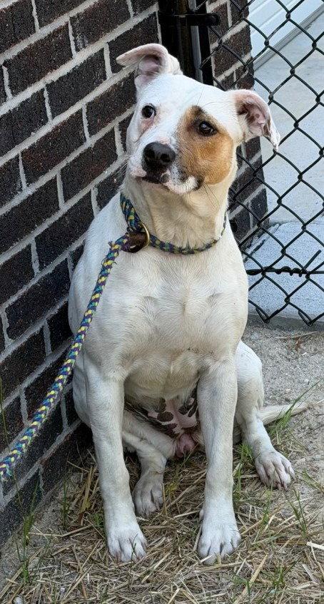 Enlarge 26-155 Lumi, a Adoptable Pit Bull Terrier in Tarboro, NC image 3/3