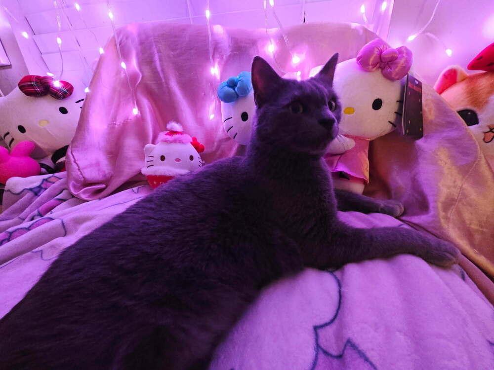 River, Adoptable, Adult Female Domestic Short Hair & Russian Blue.