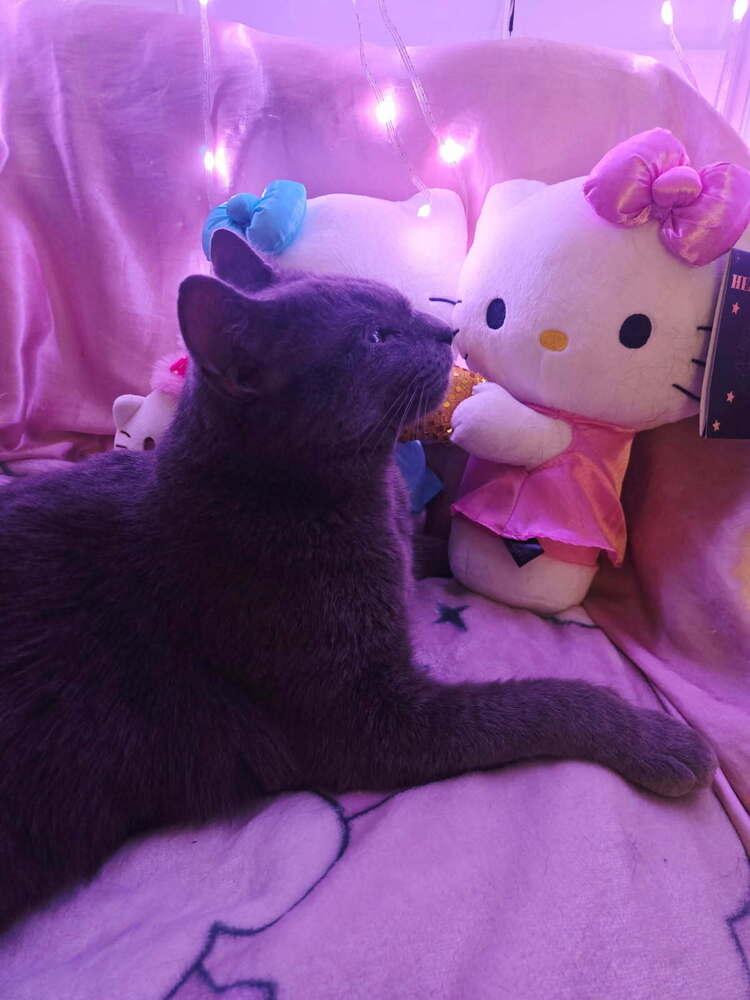 Enlarge River, a Adoptable mixed breed in Mooresville, NC image 2/5