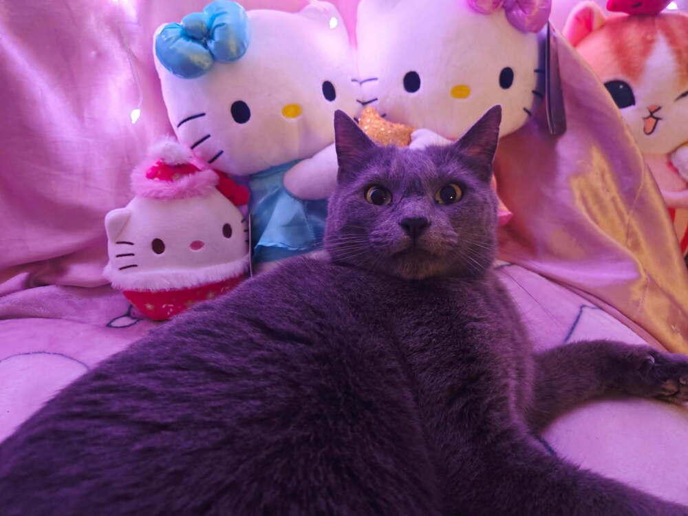 Enlarge River, a Adoptable mixed breed in Mooresville, NC image 3/5