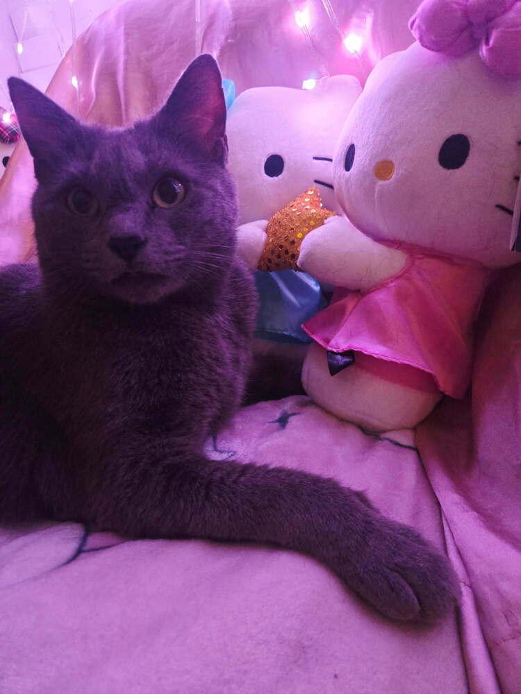 Enlarge River, a Adoptable mixed breed in Mooresville, NC image 4/5