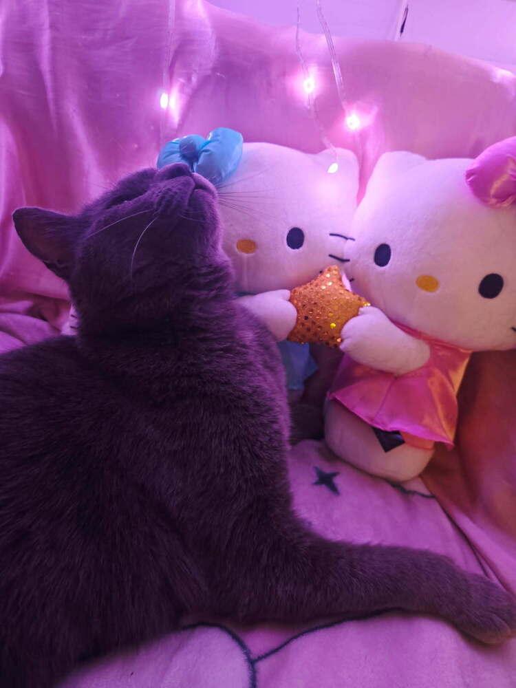 Enlarge River, a Adoptable mixed breed in Mooresville, NC image 5/5