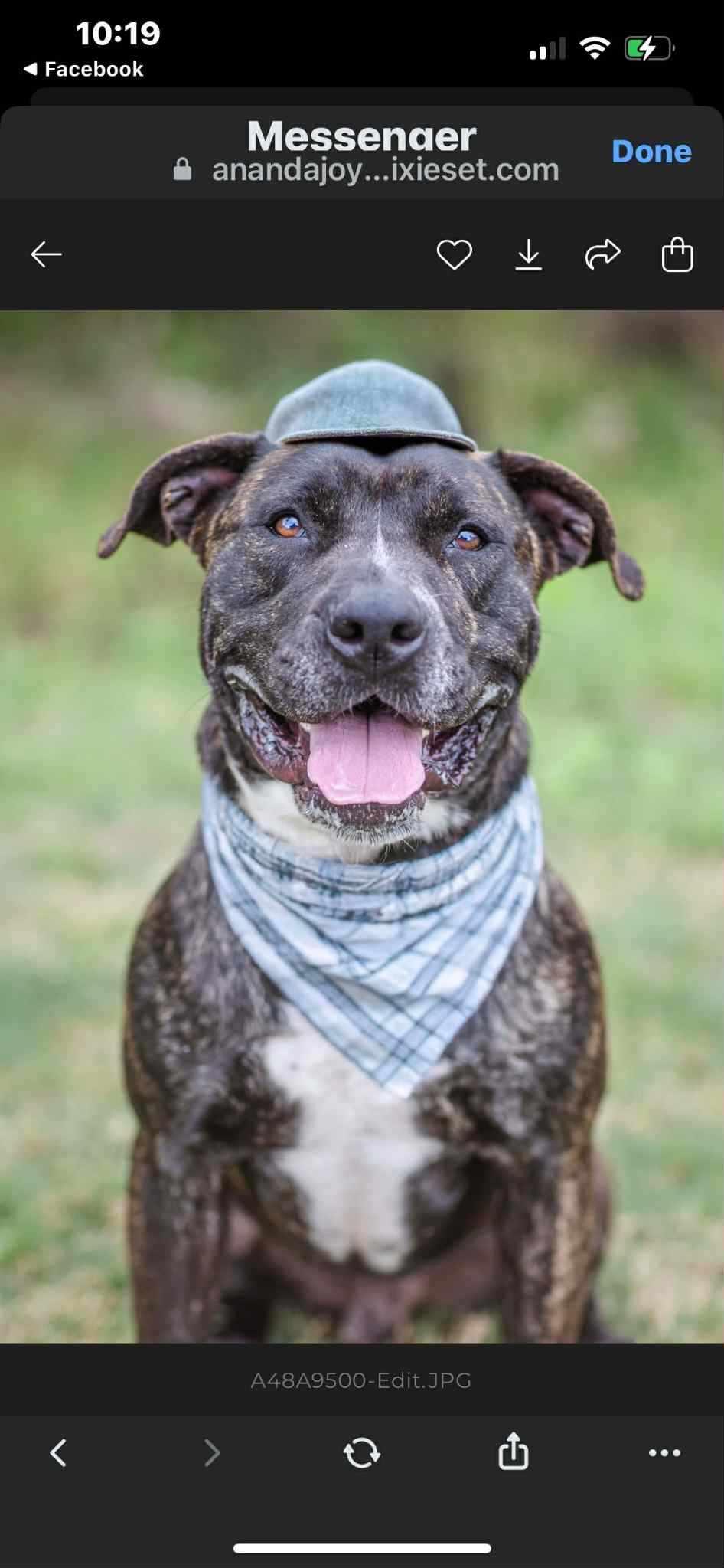 Enlarge Enzo, a Adoptable American Staffordshire Terrier in Farmington, MO image 1/3