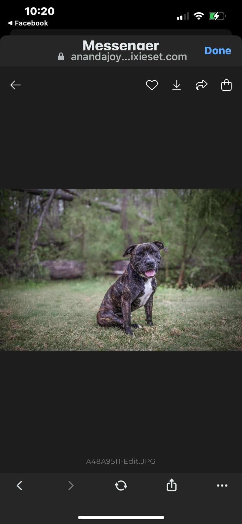 Enlarge Enzo, a Adoptable American Staffordshire Terrier in Farmington, MO image 3/3