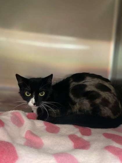 Enlarge River, a Adoptable mixed breed in Fergus Falls, MN image 1/3