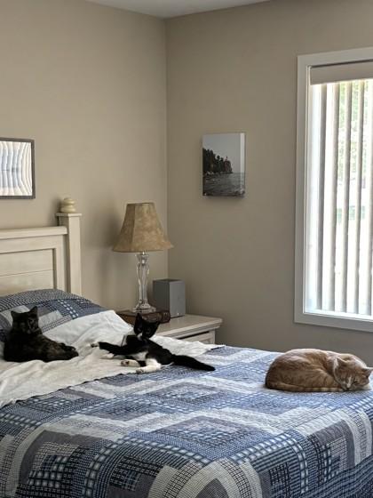 River, Adoptable, Adult Female Domestic Short Hair & Domestic Short Hair.