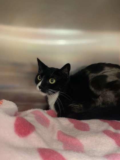 Enlarge River, a Adoptable mixed breed in Fergus Falls, MN image 2/3