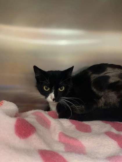 Enlarge River, a Adoptable mixed breed in Fergus Falls, MN image 3/3
