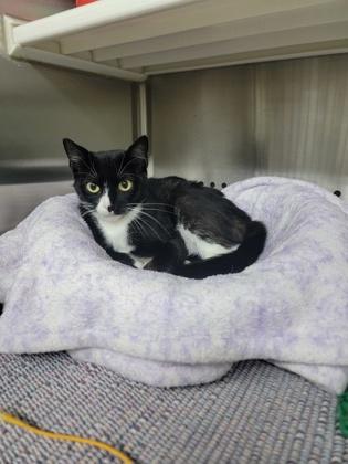 River, a Adoptable mixed breed in Fergus Falls, MN image 3/3